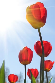 red tulip flowers in the garden the nice day on garden tulip