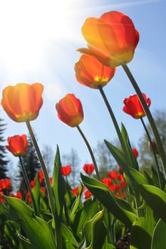 red tulip flowers in the garden the nice day on garden tulip