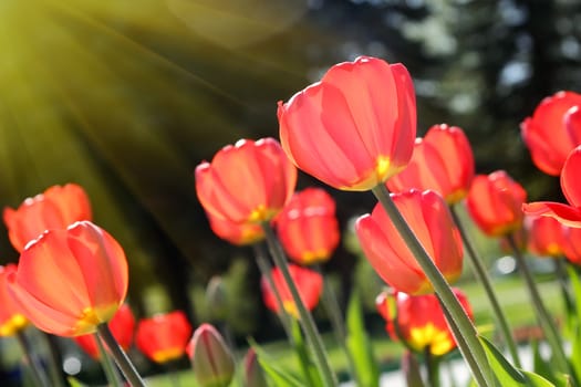 red tulip flowers in the garden the nice day on garden tulip