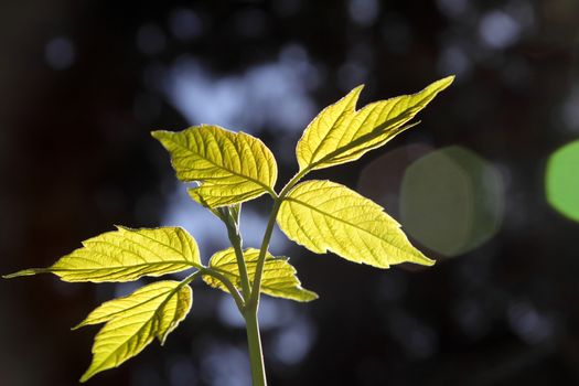 green tree sprout plants growing hope ecology