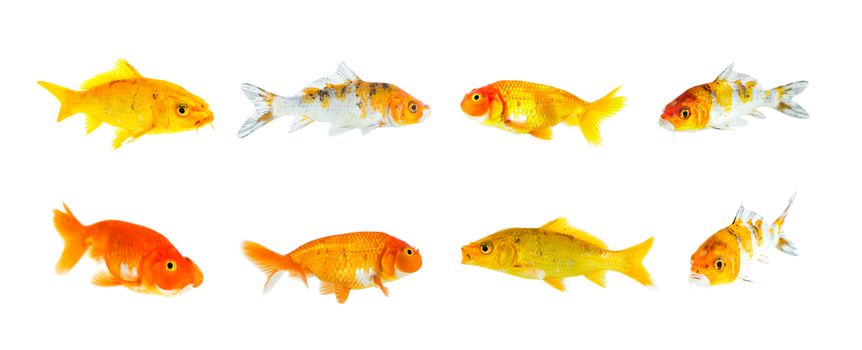 Group of goldfish and koi fish and bubble eye goldfish isolated on a white background. Animal. Pet.