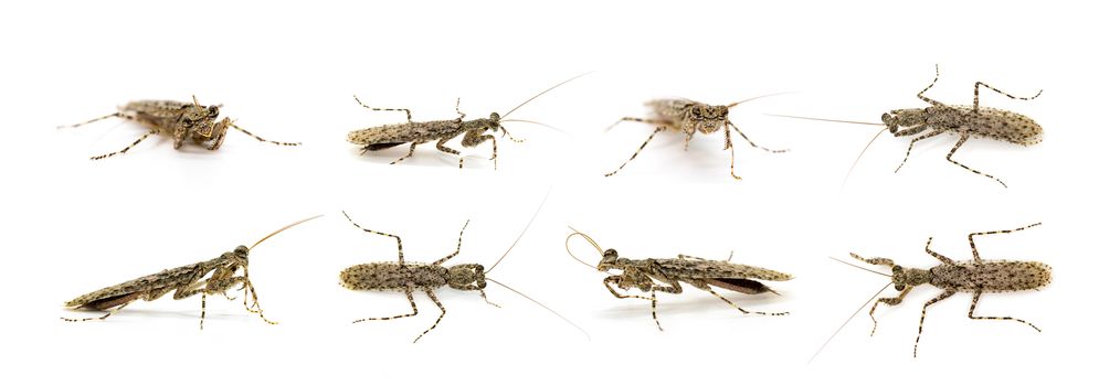 Group of Camouflaged bark mantis (Liturgusa sp.) on white background. Insect. Animal.