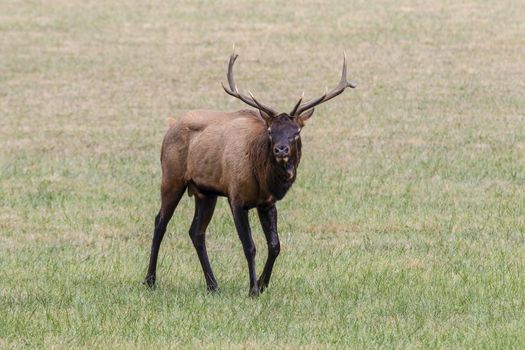 Bull elk, Cervus canadensis, great smoky mountains, North Carolina