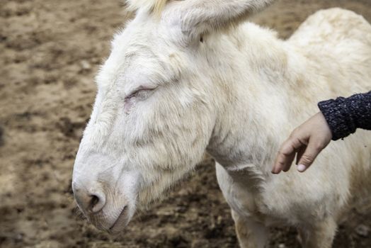 Funny donkey on a farm, detail of mammalian animals