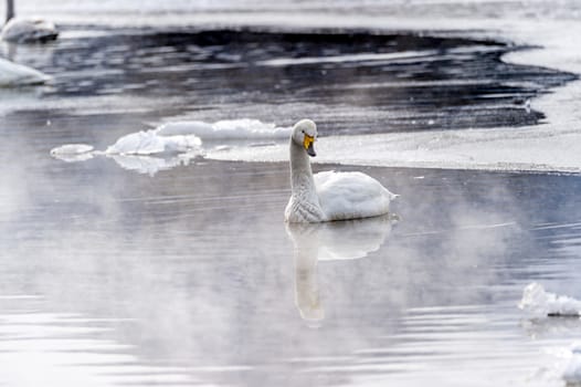 The swans in the Lake Kussharo of Shiretoko in Hokkaido, Japan.