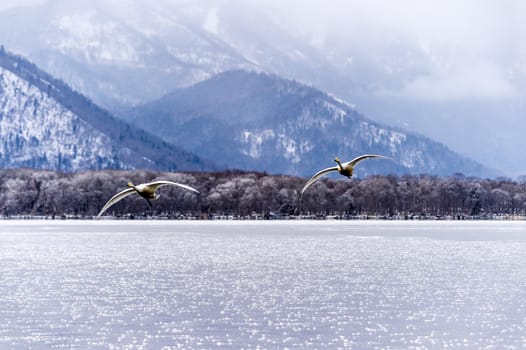 The swans in the Lake Kussharo of Shiretoko in Hokkaido, Japan.