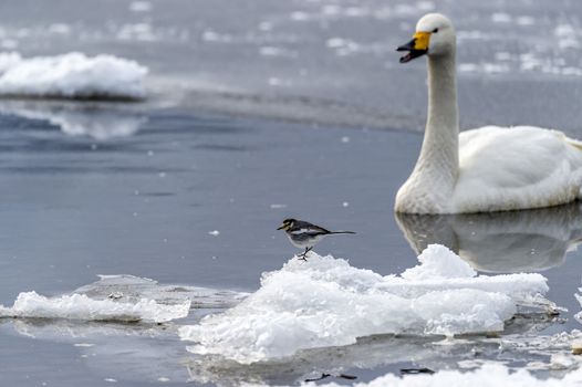 The Black-collared Starling with swan in the Lake Kussharo of Shiretoko in Hokkaido, Japan.