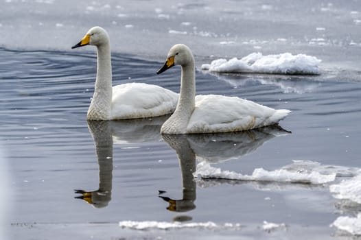 The swans in the Lake Kussharo of Shiretoko in Hokkaido, Japan.