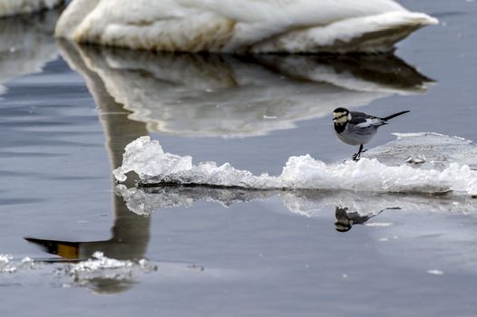 The Black-collared Starling with swan in the Lake Kussharo of Shiretoko in Hokkaido, Japan.