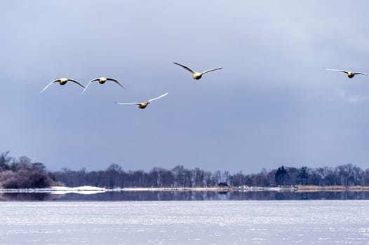 The swans in the Lake Kussharo of Shiretoko in Hokkaido, Japan.