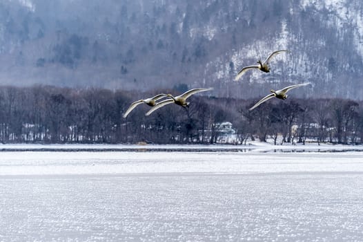 The swans in the Lake Kussharo of Shiretoko in Hokkaido, Japan.