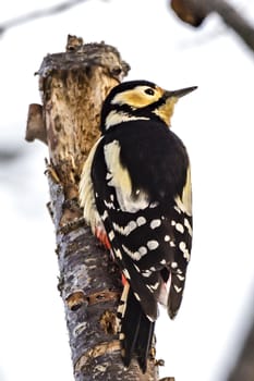 The Black-rumped Flameback near the Lake Kussharo of Shiretoko in Hokkaido, Japan.