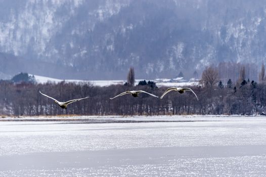 The swans in the Lake Kussharo of Shiretoko in Hokkaido, Japan.