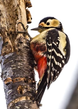 The Black-rumped Flameback near the Lake Kussharo of Shiretoko in Hokkaido, Japan.