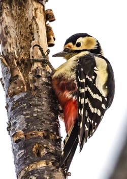 The Black-rumped Flameback near the Lake Kussharo of Shiretoko in Hokkaido, Japan.