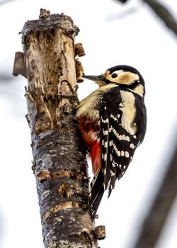 The Black-rumped Flameback near the Lake Kussharo of Shiretoko in Hokkaido, Japan.