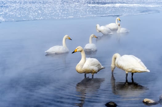 The swans in the Lake Kussharo of Shiretoko in Hokkaido, Japan.