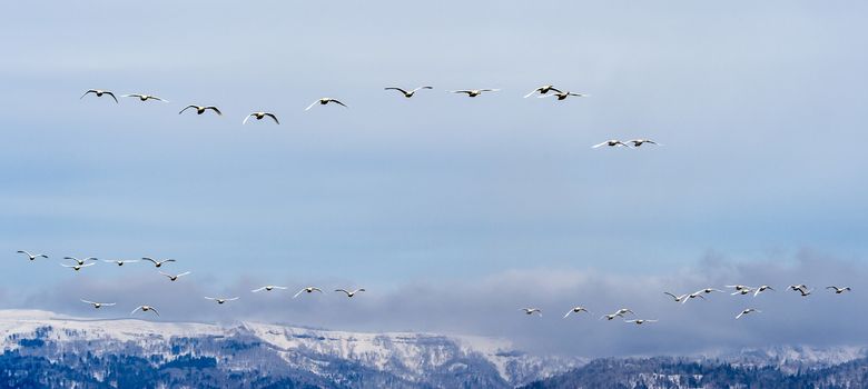 The swans in the Lake Kussharo of Shiretoko in Hokkaido, Japan.