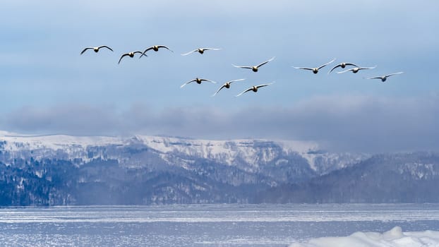 The swans in the Lake Kussharo of Shiretoko in Hokkaido, Japan.