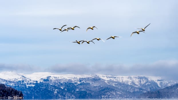 The swans in the Lake Kussharo of Shiretoko in Hokkaido, Japan.