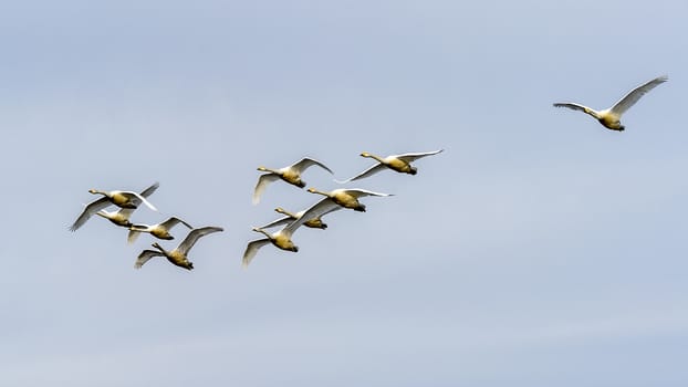 The swans in the Lake Kussharo of Shiretoko in Hokkaido, Japan.