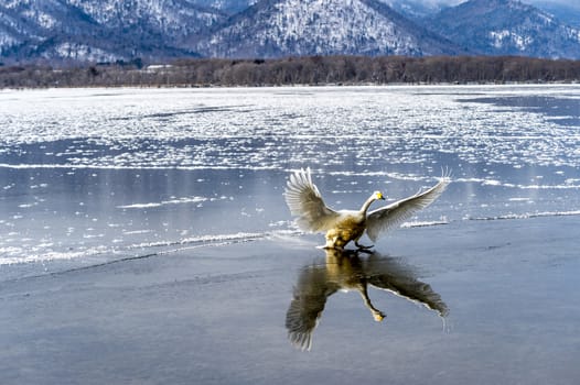 The swans in the Lake Kussharo of Shiretoko in Hokkaido, Japan.