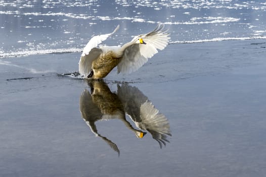 The swans in the Lake Kussharo of Shiretoko in Hokkaido, Japan.