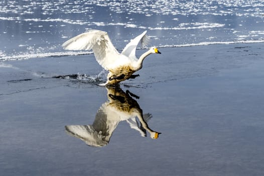 The swans in the Lake Kussharo of Shiretoko in Hokkaido, Japan.