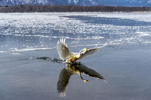 The swans in the Lake Kussharo of Shiretoko in Hokkaido, Japan.