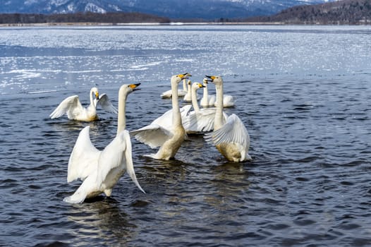 The swans in the Lake Kussharo of Shiretoko in Hokkaido, Japan.