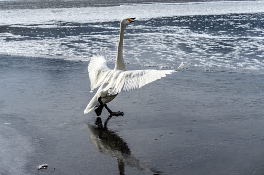 The swans in the Lake Kussharo of Shiretoko in Hokkaido, Japan.