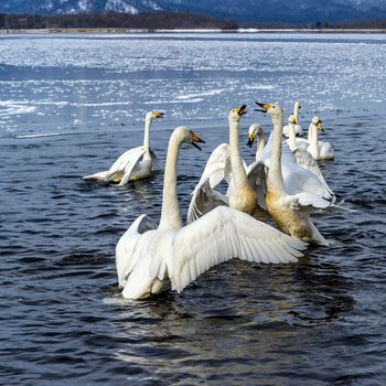 The swans in the Lake Kussharo of Shiretoko in Hokkaido, Japan.