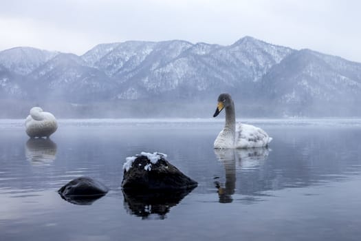 The swans in the Lake Kussharo of Shiretoko in Hokkaido, Japan.