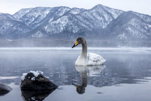 The swans in the Lake Kussharo of Shiretoko in Hokkaido, Japan.