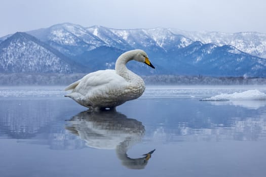 The swans in the Lake Kussharo of Shiretoko in Hokkaido, Japan.