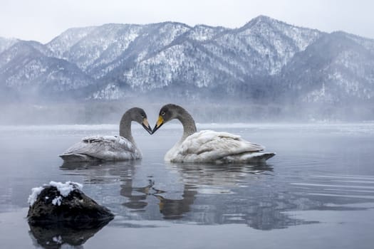 The swans in the Lake Kussharo of Shiretoko in Hokkaido, Japan.