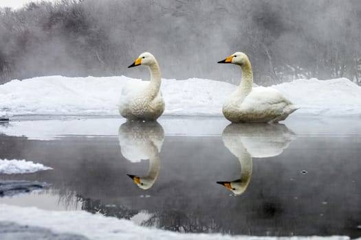 The swans in the Lake Kussharo of Shiretoko in Hokkaido, Japan.