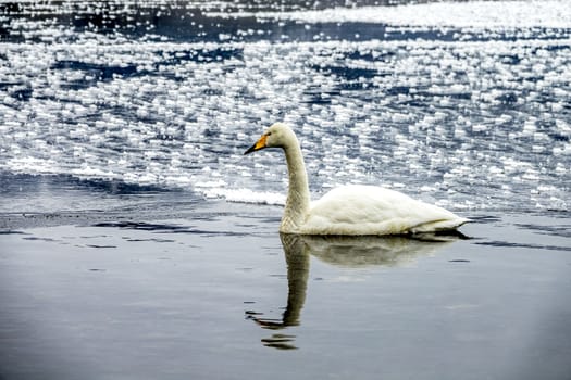 The swans in the Lake Kussharo of Shiretoko in Hokkaido, Japan.