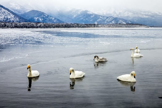 The swans in the Lake Kussharo of Shiretoko in Hokkaido, Japan.