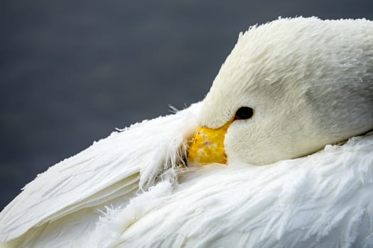 The swans in the Lake Kussharo of Shiretoko in Hokkaido, Japan.