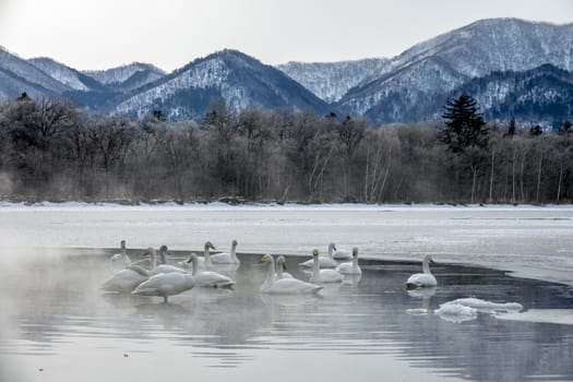 The swans in the Lake Kussharo of Shiretoko in Hokkaido, Japan.