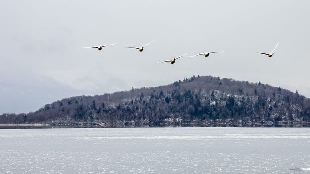 The swans in the Lake Kussharo of Shiretoko in Hokkaido, Japan.