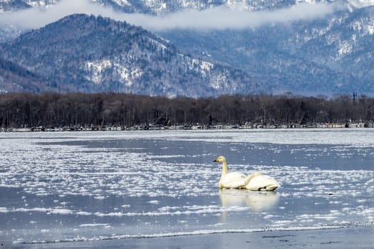 The swans in the Lake Kussharo of Shiretoko in Hokkaido, Japan.