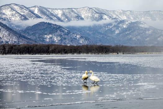 The swans in the Lake Kussharo of Shiretoko in Hokkaido, Japan.