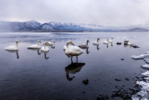 The swans in the Lake Kussharo of Shiretoko in Hokkaido, Japan.