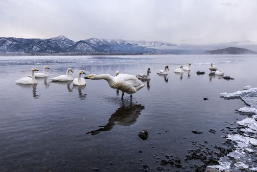 The swans in the Lake Kussharo of Shiretoko in Hokkaido, Japan.