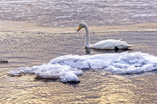 The swans in the Lake Kussharo of Shiretoko in Hokkaido, Japan.