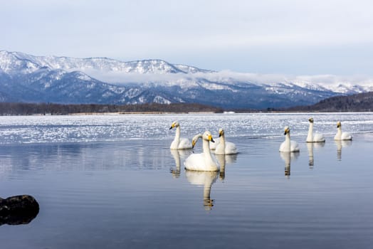 The swans in the Lake Kussharo of Shiretoko in Hokkaido, Japan.