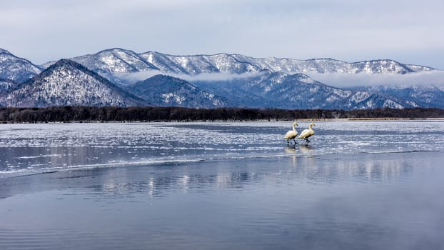 The swans in the Lake Kussharo of Shiretoko in Hokkaido, Japan.