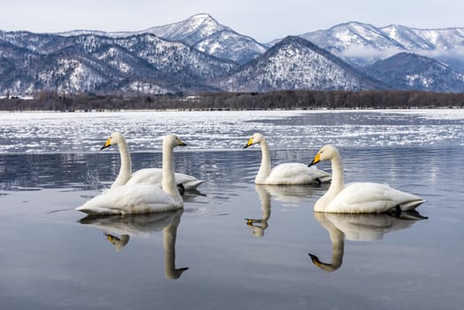 The swans in the Lake Kussharo of Shiretoko in Hokkaido, Japan.